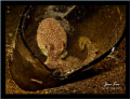 marginatus 